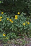 Jerusalem Artichoke, Helianthus tuberosus