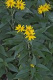 Jerusalem Artichoke, Helianthus tuberosus