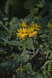 Jerusalem Artichoke, Helianthus tuberosus