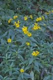 Jerusalem Artichoke, Helianthus tuberosus