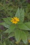 Jerusalem Artichoke, Helianthus tuberosus