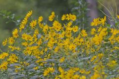 Jerusalem Artichoke, Helianthus tuberosus