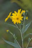Jerusalem Artichoke, Helianthus tuberosus
