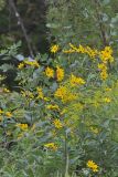 Jerusalem Artichoke, Helianthus tuberosus
