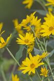 Jerusalem Artichoke, Helianthus tuberosus