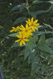 Jerusalem Artichoke, Helianthus tuberosus
