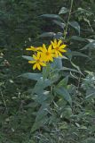 Jerusalem Artichoke, Helianthus tuberosus