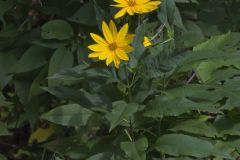 Jerusalem Artichoke, Helianthus tuberosus