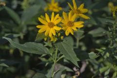 Jerusalem Artichoke, Helianthus tuberosus