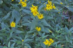 Jerusalem Artichoke, Helianthus tuberosus