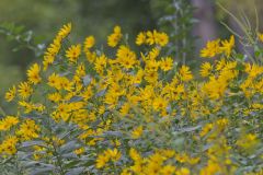 Jerusalem Artichoke, Helianthus tuberosus