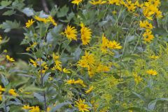 Jerusalem Artichoke, Helianthus tuberosus Jerusalem Artichoke, Helianthus tuberosus