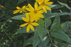 Jerusalem Artichoke, Helianthus tuberosus Jerusalem Artichoke, Helianthus tuberosus