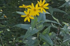 Jerusalem Artichoke, Helianthus tuberosus Jerusalem Artichoke, Helianthus tuberosus