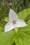 Jeweled Wakerobin, Trillium simile