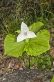 Jeweled Wakerobin, Trillium simile