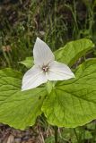 Jeweled Wakerobin, Trillium simile