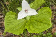 Jeweled Wakerobin, Trillium simile