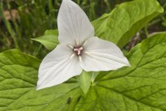 Jeweled Wakerobin, Trillium simile