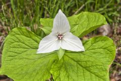 Jeweled Wakerobin, Trillium simile