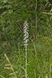 Keenan's Fringed Orchid, Platanthera X Keenani