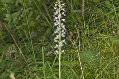 Keenan's Fringed Orchid