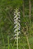 Keenan's Fringed Orchid, Platanthera X Keenani