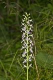 Keenan's Fringed Orchid, Platanthera X Keenani