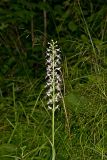 Keenan's Fringed Orchid, Platanthera X Keenani