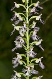 Keenan's Fringed Orchid, Platanthera X Keenani
