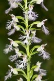 Keenan's Fringed Orchid, Platanthera X Keenani