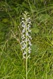 Keenan's Fringed Orchid, Platanthera X Keenani