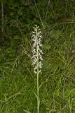 Keenan's Fringed Orchid, Platanthera X Keenani