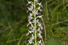 Keenan's Fringed Orchid, Platanthera X Keenani