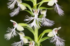 Keenan's Fringed Orchid, Platanthera X Keenani