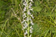 Keenan's Fringed Orchid, Platanthera X Keenani