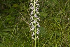 Keenan's Fringed Orchid, Platanthera X Keenani