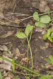 Kentucky Clover, Trifolium kentuckiensis