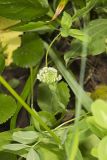 Kentucky Clover, Trifolium kentuckiensis