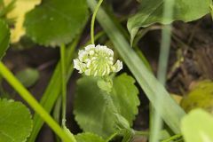 Kentucky Clover