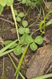 Kentucky Clover, Trifolium kentuckiensis