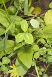 Kentucky Clover, Trifolium kentuckiensis