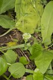 Kentucky Clover, Trifolium kentuckiensis
