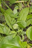 Kentucky Clover, Trifolium kentuckiensis