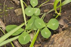 Kentucky Clover, Trifolium kentuckiensis