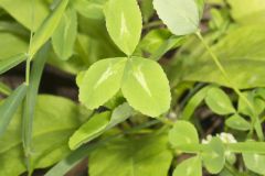 Kentucky Clover, Trifolium kentuckiensis