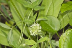 Kentucky Clover, Trifolium kentuckiensis