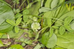 Kentucky Clover, Trifolium kentuckiensis