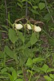 Kentucky Lady's Slipper, Cypripedium kentuckiense