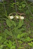 Kentucky Lady's Slipper, Cypripedium kentuckiense